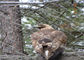 Сетка веревочки нержавеющей стали зоопарка 2mm птицы ловя сетью 7x7